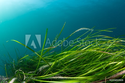 Picture of Colorful coldwater reef with green algae
